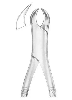 lower molars