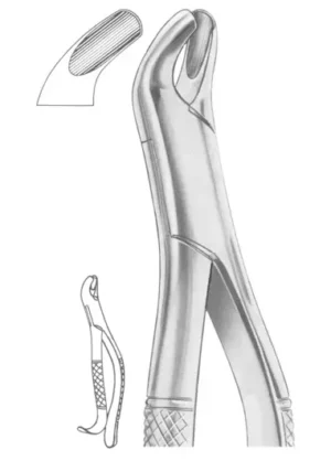 upper molars