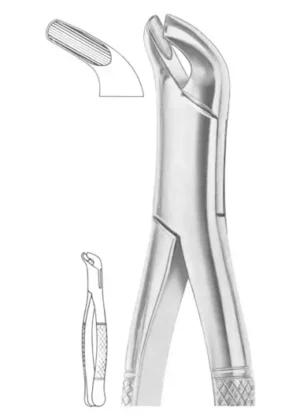 lower molars