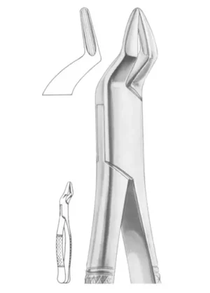 upper incisors and roots