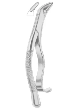 lower canines and premolars