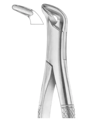 lower anteriors and roots