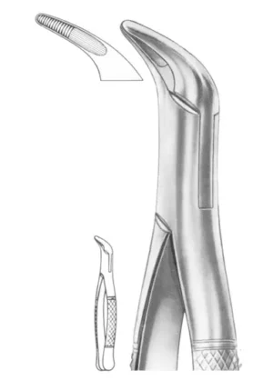 lower anteriors and roots