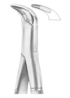 lower anteriors and roots