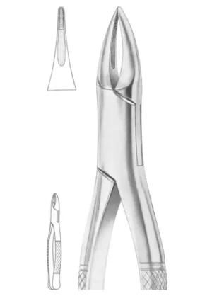 upper anteriors and roots