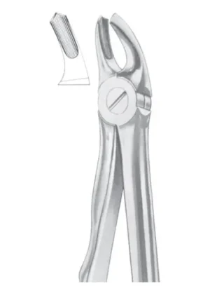 upper molars right for children