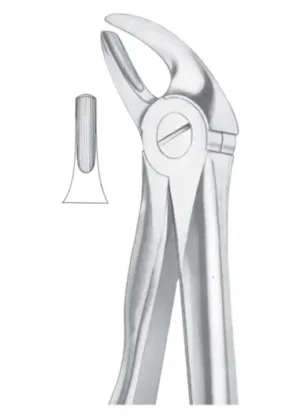 lower incisors and canines