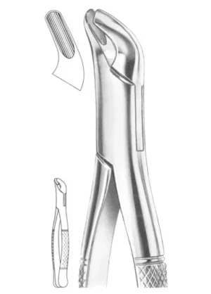 upper and lower premolars