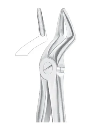 upper roots