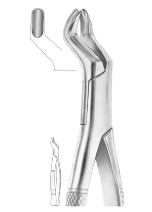 upper molars left