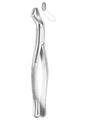 upper molars right