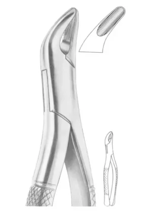incisors, premolars, deciduous teeth
