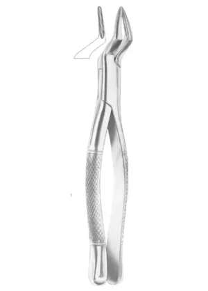 upper incisors and roots