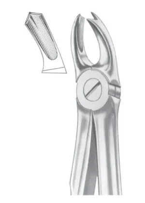 upper molars right