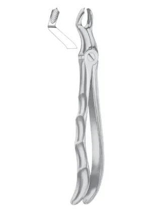 upper third molars right