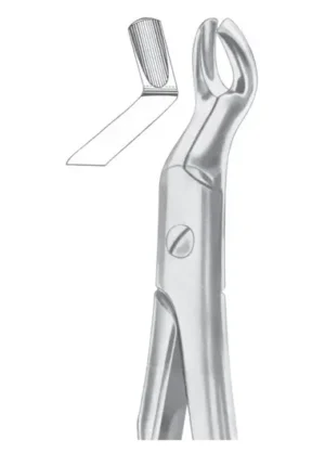 upper third molars