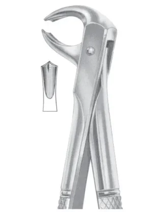 lower molars