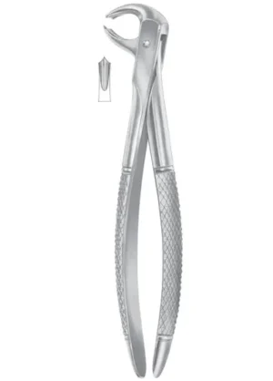 lower molars