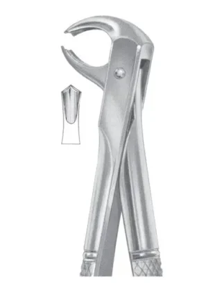 lower molars for children