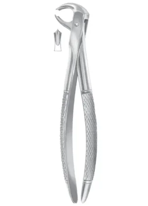 lower molars for children