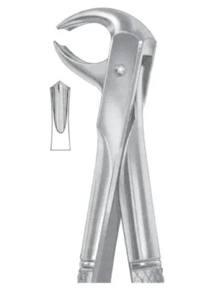 lower molars