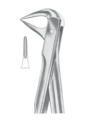 lower roots and crowded incisors
