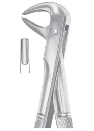 lower premolars
