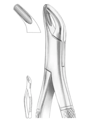 upper and lower third molars