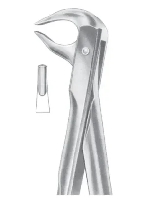 lower premolars and roots