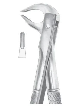 lower premolars and roots