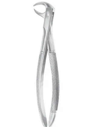 lower molars