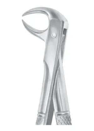 lower molars