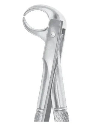 lower molars