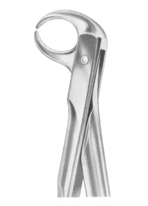 lower molars