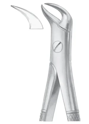 lower molars