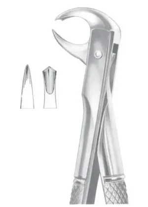 1/4 Lower molars