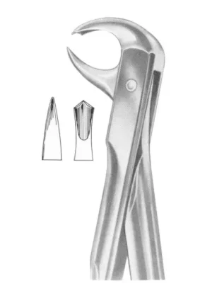 lower molars
