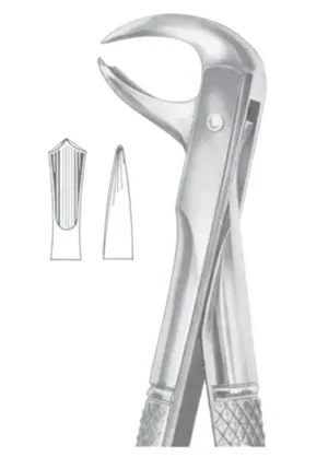 lower molars