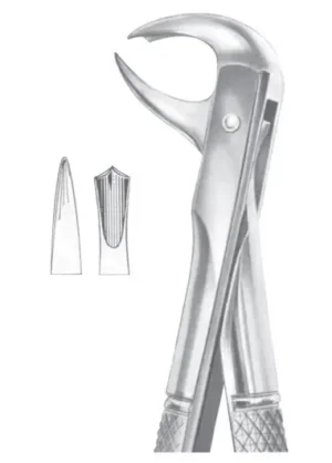 ½ lower molars