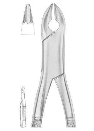 KELLS Fig. 99C upper incisors, canines, premolars